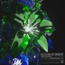 Bloom at Night by Miss Monique cover art