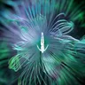 Forced Adaptation - Five Phases Project (3/5) by Innellea cover art