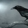 Black Bird cover art