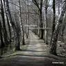 Robellada cover art