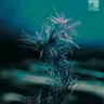 Forest Mystery cover art