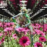 Hollow cover art