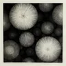 Kapwack by Landhouse cover art