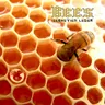 Bees cover art