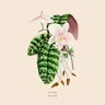 I Warned You Baby by Cinthie cover art