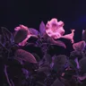Floralia cover art