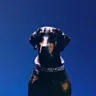 Gem Lingo (ovr now) cover art