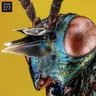 Nova cover art