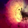 Helpless Sun cover art
